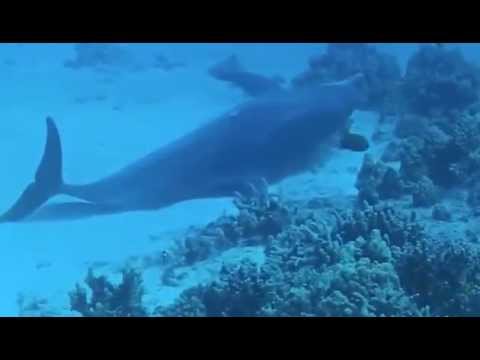 Visit with dolphins while diving in Kona