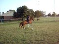 Flying over a jump with Babe