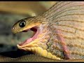 cobra comendo ovo