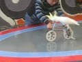 Parrot riding bicycle