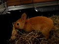 Mon lapin chéri d\ Mon lapin chéri d\