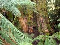 WORLDS TALLEST HARDWOOD tree on earth tasmania