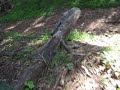 3/12/10 Ride: rain and wind cause fallen trees