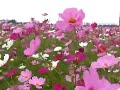 126-新社花海又一片/粉紫CIMG0467.MOV