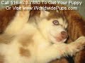 A to Z of puppy breeds. Can you guess the breed?