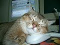 Animales graciosos-Gatos Funny animals-Cats