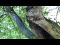 Henry Cowell SP - Trails Along the San Lorenzo River