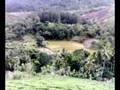 Rain Forest