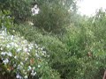 LLueve en Mardel 11 3 09