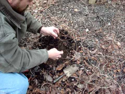 how to transplant hops