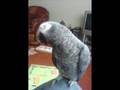 videos de smokey the african grey parrot