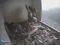 Kuikens Flapping and Preening in the Netherlands