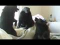 Schipperkes