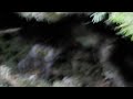 The Elusive Boreal Owl at Terra Nova National Park