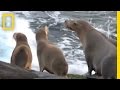 View Video