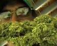 2008-Nimbin-Cannabis