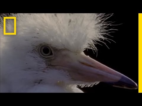 0 Egrets