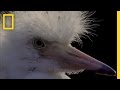 Snowy Egret's Nest