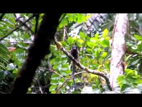Amazon - La Selva is a study in sustainable adventure travel and ecotourism, allowing for a profound interaction with Amazonian wildife and cultural exchange with ind...