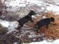 Female Doberman Puppies 