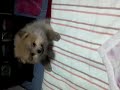 lucky cogiendo impulso para subir ala cama
