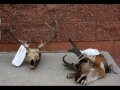 Poachers caught in southern Utah