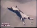 The most funny cats The most funny cats
