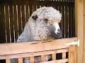 Sheep Shearing Sheep Shearing