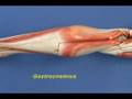 videos de Leg Model - Leg - Posterior Compartment - Superficial Muscle