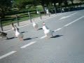 El ataque de los patos asesinos