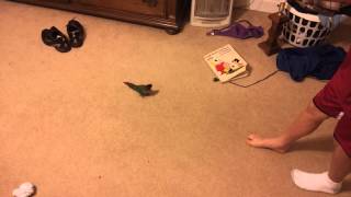 Parrot named blue cheese chases feet