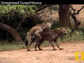 Amorous Hyenas Pete\