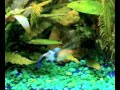 Corteggiamento Guppies