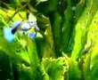 Corteggiamento Guppies