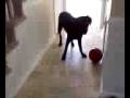 Dogbook Movie: Bowling