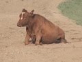 Twisted Animal Abuse At Pendleton Round-Up Rodeo