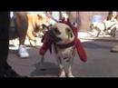 Pugapalooza 2007 Pugapalooza 2007
