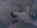 Sheira my siberian huski