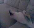 Sheira my siberian huski