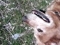 Farley and Sascha R.I.P. we love you Farley and Sascha R.I.P. we love you