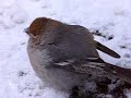 Dur-bec des pins / pine grosbeak Dur-bec des pins / pine grosbeak