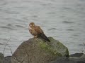 common kestrel torenvalk