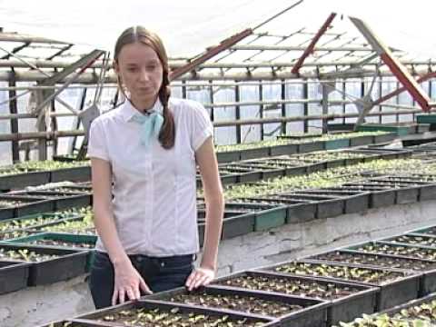 Смотреть