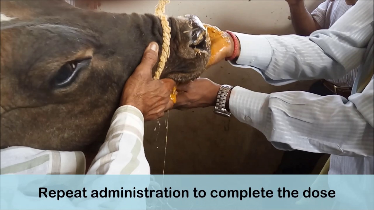 Ethnoveterinary treatment for FMD oral lesions