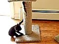 Our manx kitten Panda playing Our manx kitten Panda playing