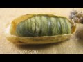 Hidden Nature: Silkmoth Pupation HD Timelapse