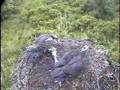 Osprey Eat some large fish.. DPOF
