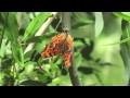 Trail Gem: Butterflies by the Water