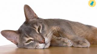 Cat Knowledge: The Abyssinian  (1/3) -  Breed & Characteristics