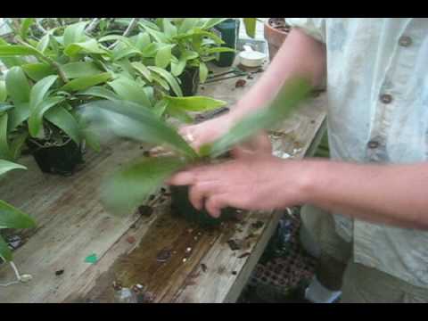 how to transplant phalaenopsis orchid